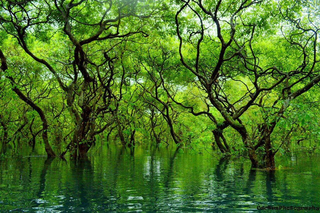 Forest reflected in still water