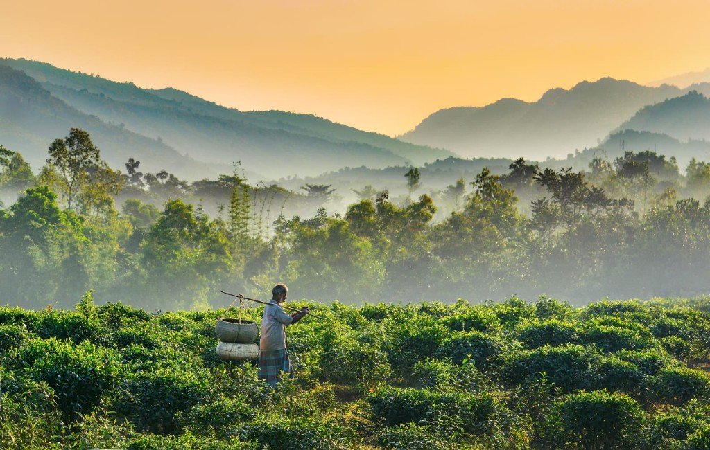 Tea garden at dawn, Sylhet
